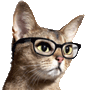 glasses wearing cat