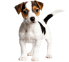 jack russel